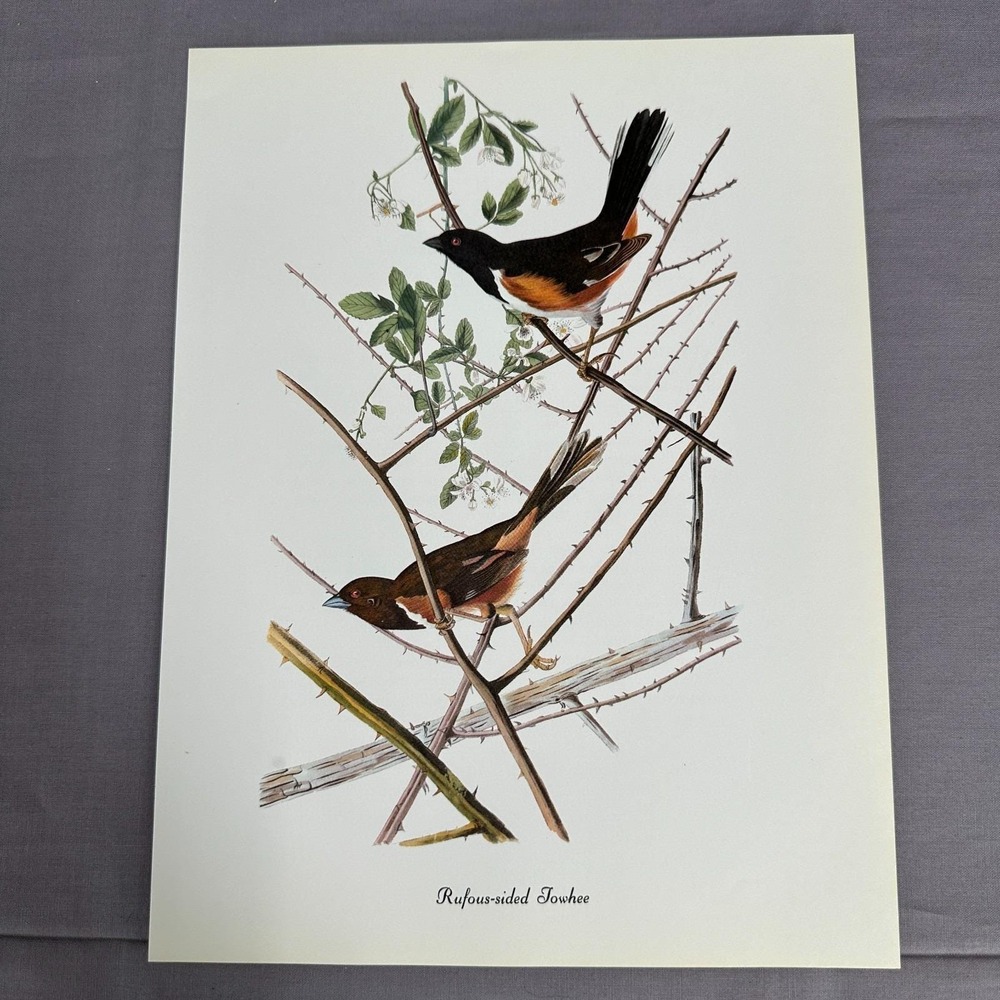 1950 Vintage Print  Rufous-Sided Towhee American Bird Art Illustration Audubon